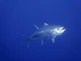 Yellowfin Tuna (Thunnus Albacares), Pacific Ocean, Guadalupe Island, Mexico