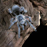 White-Collared Tarantula (Eupalaestrus Weijenberghi), Captive