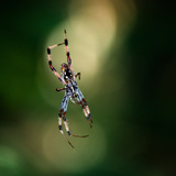 Palm Spider (Nephilia Inaurata), Captive