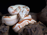 Albino Red-Tail Boa Constrictor (Boa Constrictor Constrictor), Captive, South America