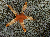 Necklace Seastar (Fromia Monilis) on the Soft Polyps of the Hammer Coral (Euphyllia Ancora)