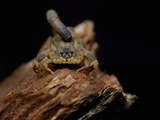 Chinese Swimming Scorpion (Lychas Mucronatus), Captive
