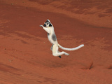 Verreaux's Sifaka Jumping (Propithecus Verreauxi), Berenty Private Reserve, Madagascar
