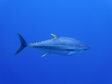 Yellowfin Tuna (Thunnus Albacares), Pacific Ocean, Guadalupe Island, Mexico