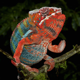 Panther Chameleon (Furcifer Pardalis), Captive