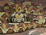 Rhinoceros Viper (Bitis Nasicornis), Captive