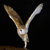The Common Barn Owl (Tyto Alba) Is One of the Most Wide-Spread of All Land Birds, Captive