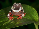 Clown Tree Frog (Dendropsophus Leucophyllatus), Captive
