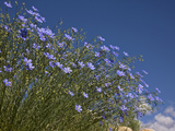 Blue Flax (Adenolinum Lewisii) Against a Blue Sky, Colorado, USA