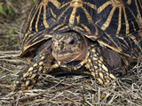Indian Star Tortoise (Geochelone Elegans), Captive
