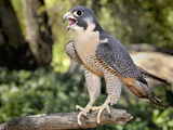 Peregrine Falcon (Falco Peregrinus), Captive
