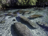 Florida Manatee Group in the Crystal River