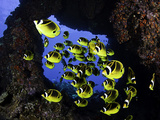 Schooling Raccoon Butterflyfish (Chaetodon Lunula) Off the Island of Lanai, Hawaii, USA