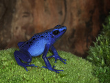 Cobalt Blue Poison Dart Frog (Dendrobates Azureus) Captive, Native to South America