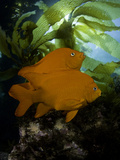 The Garibaldi (Hypsypops Rubicundus) Is the State Fish of California