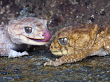 Rough Knobtail Gecko (Nephrurus Amyae), Central Australia, Captive