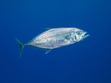 A Barcheek Trevally (Carangoides Plagiotaenia), Fiji