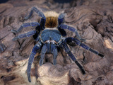 Greenbottle Blue Tarantula (Cromatopelma Cyaneopubescens) Captive, Native to Venezuela