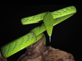 Oriental Whip Snake (Ahaetulla Prasina), Captive