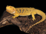 Bearded Dragon (Pogona Vitticeps), Captive