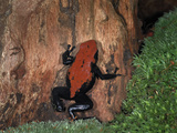 Splashback Poison Dart Frog (Dendrobates Galactonotus) Captive, Native to Brazil