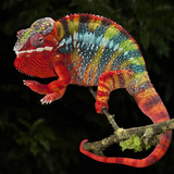 Panther Chameleon (Furcifer Pardalis), Captive