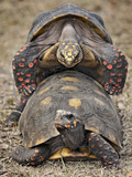 Redfoot Tortoise (Chelonoidis Carbonaria) Mating, Captive