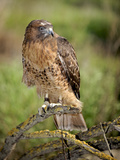 The Red-Tailed Hawk (Buteo Jamaicensis), Captive