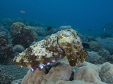 Reef Cuttlefish (Sepia), Milne Bay, Papua New Guinea