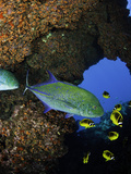 Bluefin Trevally or Jack (Caranx Melampygus) and Schooling Raccoon Butterflyfish