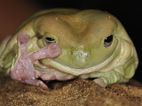White's or Green Tree Frog (Litoria Caerulea), Captivity