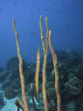 Trumpetfish (Aulostomus Maculatus) Camouflaged Among Rope Sponges (Aplysina), Bonaire, Caribbean