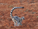 Ring-Tailed Lemur (Lemur Catta), Berenty Private Reserve, Madagascar