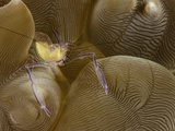Bubble Coral Shrimp (Vir Philippinensis) on Bubble Coral (Plerogyra), Philippines