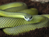 Rhino Ratsnake (Rhynchophis Boulengeri), Captive