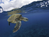 A Green Sea Turtle (Chelonia Mydas) Rests at the Ocean Surface Between Breaths