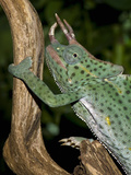Usambara Giant Three-Horned Chameleon (Trioceros Dereme), Captive