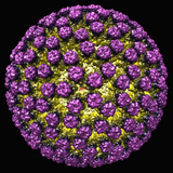 Rotavirus, a Double-Stranded RNA Virus, EM