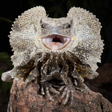 Frilled Dragon (Chlamydosaurus Kingii), Captive