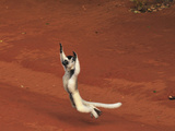 Verreaux's Sifaka Jumping (Propithecus Verreauxi), Berenty Private Reserve, Madagascar