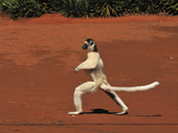 Verreaux's Sifaka Jumping and Walking Locomotion (Propithecus Verreauxi)