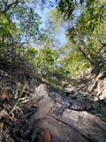 Guatemalan Beaded Lizard (Heloderma Horridum Charlesbogerti), Captive