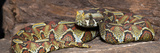 Rhinoceros Viper (Bitis Nasicornis), Captive