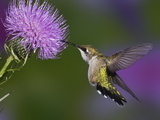 Ruby-Throated Hummingbird in Flight at Thistle Flower, Archilochus Colubris