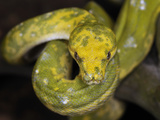 Green Tree Python (Morelia Viridis), Captive