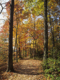 Pathway Through an Autumn Deciduous Forest, Red River Gorge Geological Area