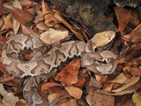 Northern Copperhead (Agkistrodon Contortrix Mokasen), Captive