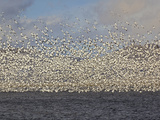 Massive Flock of Snow Geese in Flight, Klamath Basin, Klamath Falls, Oregon