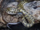 South American Pond Snake (Pseudoeryx Plicatilis), Captive
