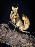 Indian Flower Mantis (Creobroter Meleagris), Captive